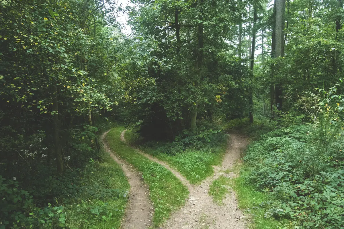 Weggabelung im Wald mit zwei Pfaden — Symbolbild für die Entscheidung zwischen interner und externer Nachfolge